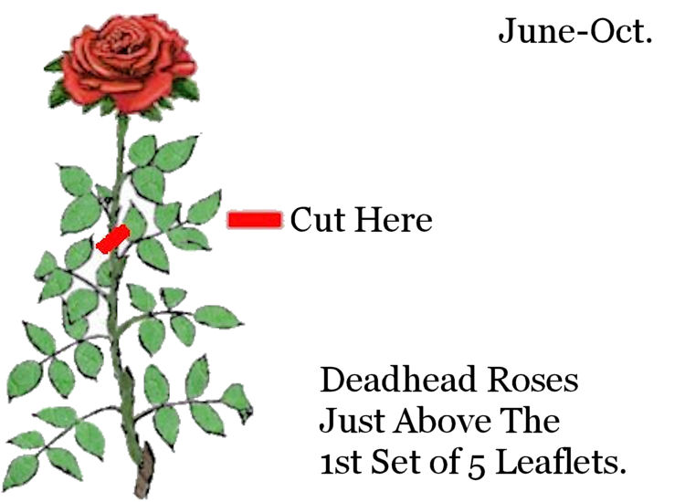 Rose Deadhead