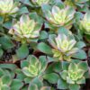 Succulent, Aeonium, Kiwi
