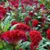 Celosia, Twisted Red Improved