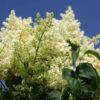 Lilac, Ivory Silk