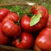 Tomato, Branywine Red