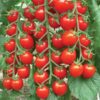 Tomato, Husky Cherry Red