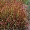 Grass, Red Baron Japanese Blood