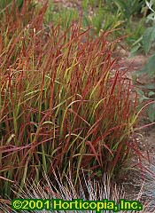 Grass, Red Baron Japanese Blood