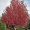 Maple, October Glory Red