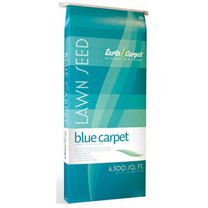 Blue Carpet Lawn Seed