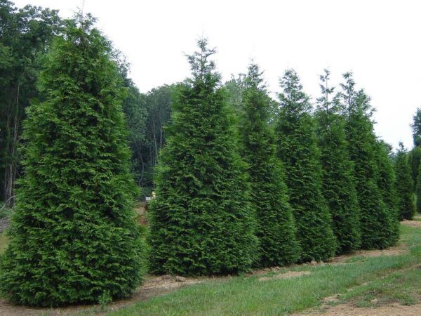 Arborvitae, Green Giant