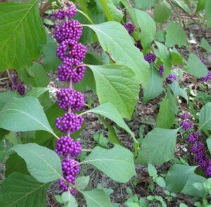 Beautyberry, Purple Pride