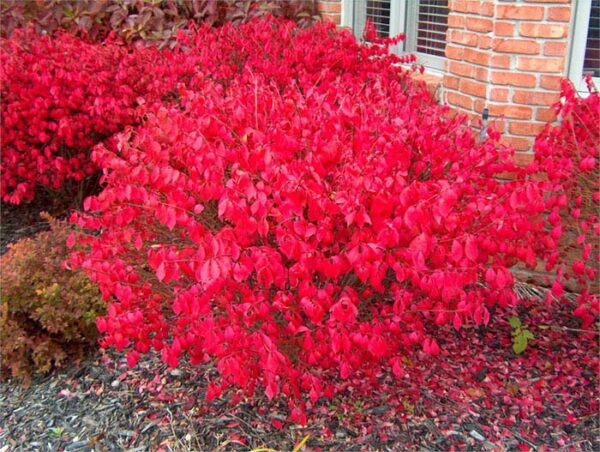 Burning Bush, Little Moses