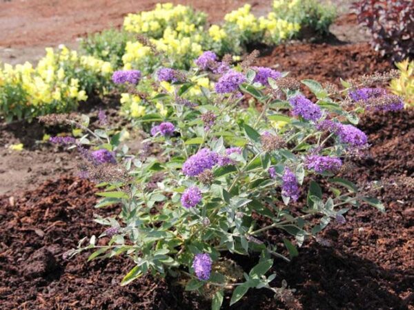 Butterfly Bush, Blue Heaven Flutterby Petite