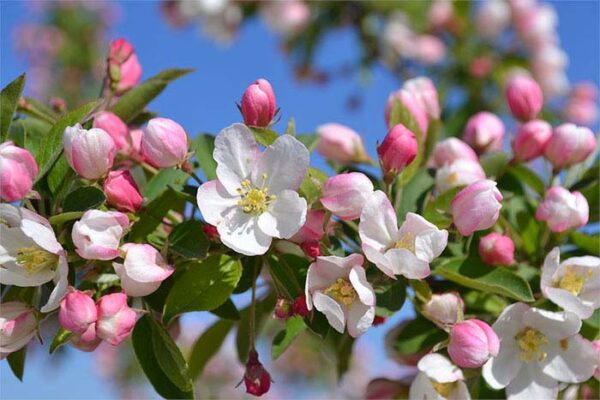 Crabapple, Sugar Tyme