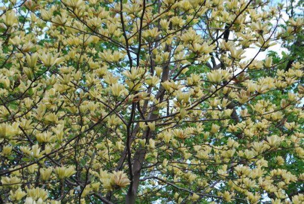 Magnolia, Butterflies