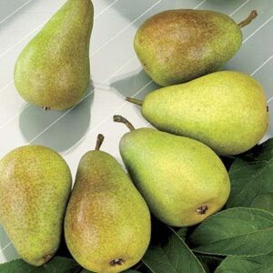 Pear, Kieffer Semi-Dwf