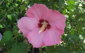 Rose of Sharon, Aphrodite