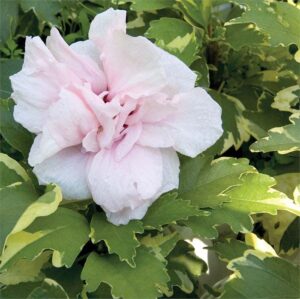 Rose of Sharon, Sugar Tip