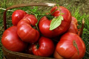 Tomato, Branywine Red