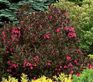 Weigela, Shining Sensation