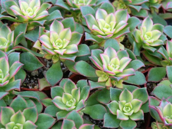 Succulent, Aeonium, Kiwi