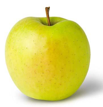 Apple, Golden Delicious Semi-Dwf.
