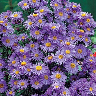 Aster, Woods Blue