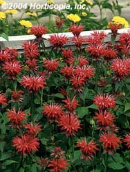 Bee Balm, Fireball