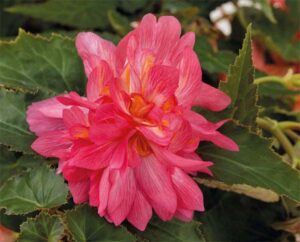 Begonia, Funky Pink