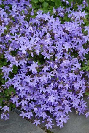 Bellflower, Blue Waterfall