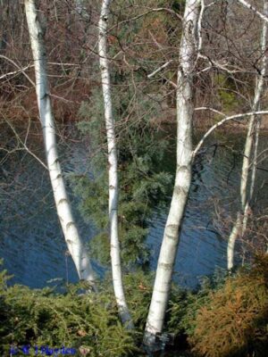 Birch, Whitespire