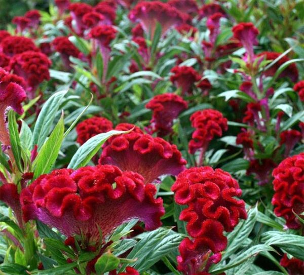 Celosia, Twisted Red Improved