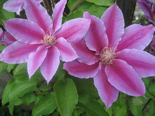 Clematis, Nelly Moser