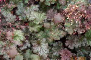 Coral Bells, Stormy Seas