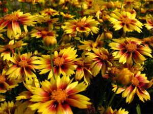 Coreopsis, Enchanted Eve Li'l Bang