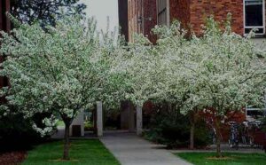 Crabapple, Snowdrift