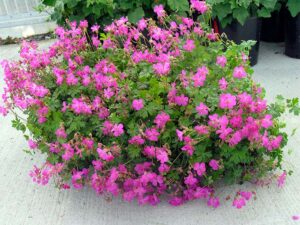 Cranesbill, Crystal Rose