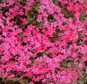 Phlox, Red Wing Creeping