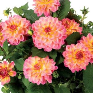 Dahlia, Rose Bicolor
