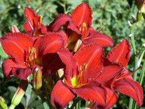 Daylily, Chicago Apache