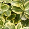 Euonymus, Canadale Gold