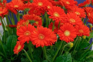 Gerber Daisy, Garvinea Sweet Glow