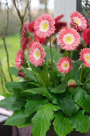 Gerber Daisy, Garvinea Sweet Memories