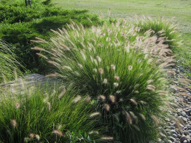 Grass, Hameln Dwarf Fountain