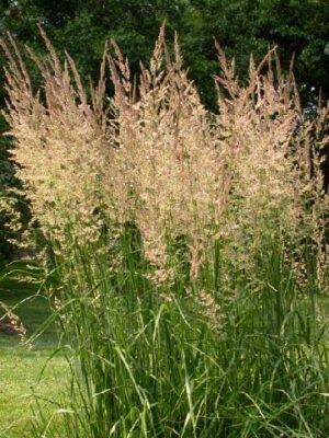 Grass, Karl Foerster Feather Reed