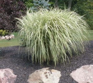 Grass, Variegated Japanese Silver