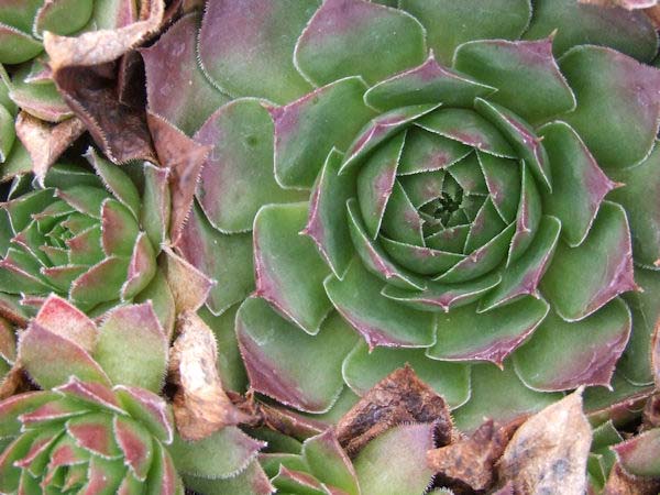 Hens And Chicks, Red Heart