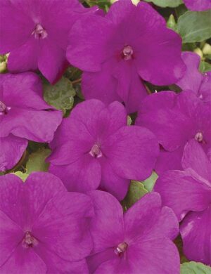 Impatiens, Violet