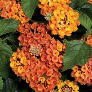 Lantana, Bandana Orange Sunrise