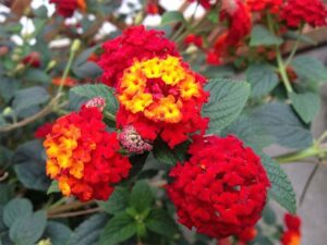 Lantana, Evita Red