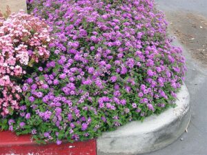 Lantana, Purple Trailing