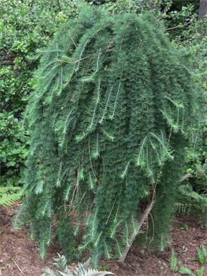 Larch, European Weeping