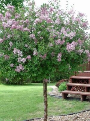 Lilac, Korean - Tree